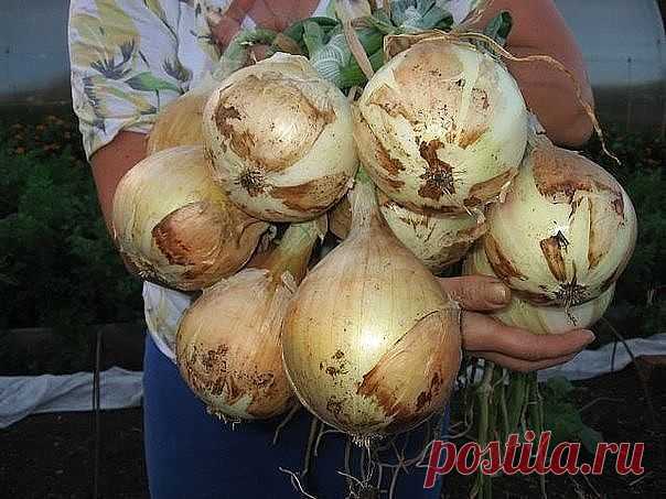 (79) Одноклассники