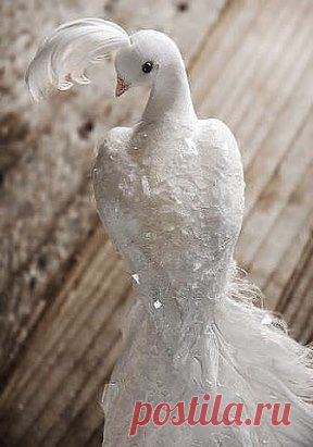 Необыкновенно красивые голуби) создал же бог такую красоту))))...оцените...