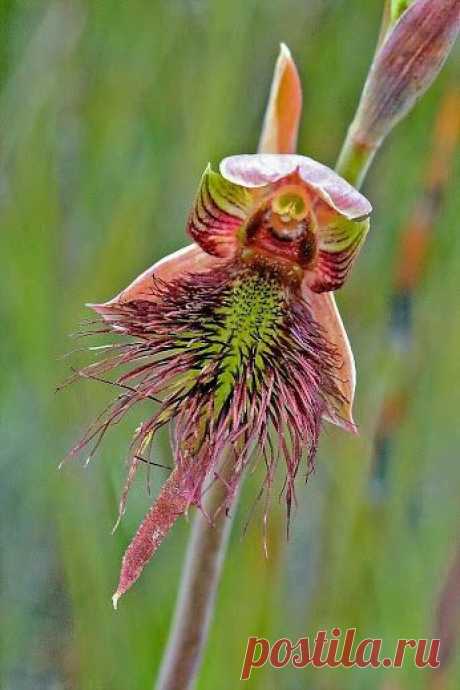 EVERY KIND OF FLOWERS – Сообщество – Google+
