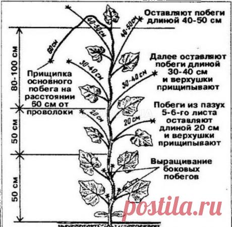 Как прищипывать огурцы
