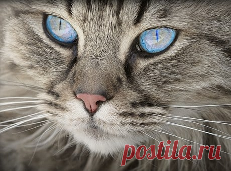 Кошки 🐱