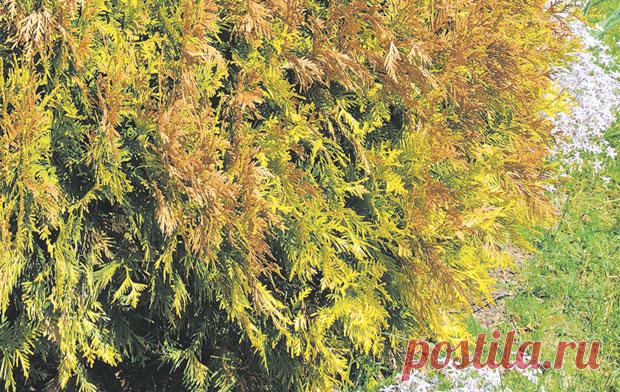 Как посадить и вырастить красивые композиции из хвойных — 6 соток