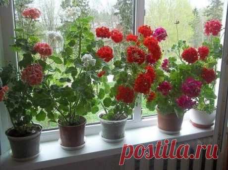 (9) Одноклассники