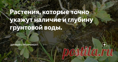 Растения, которые точно укажут наличие и глубину грунтовой воды. Ещё в давние времена люди во время поиска грунтовых вод прибегали к помощи растений. Свидетельствовать о наличии скрытых подземных источников может яркая, зелёная растительность. Если почва вокруг сухая и потрескавшаяся, а зелень выглядит так, как будто только что прошёл дождь: без сомнений там есть грунтовые воды.
Вода удерживается в земле благодаря специальным слоям, которые не позволяют жилам