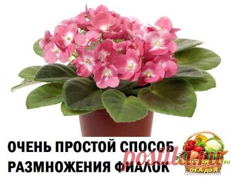 (68) Одноклассники