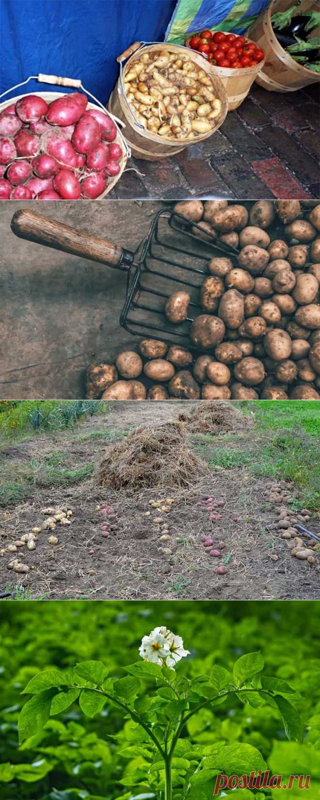 Когда выкапывать картофель чтобы сохранить до весны