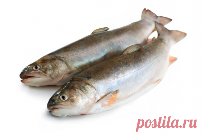 Как из горбуши приготовить сёмгу? | Еда и кулинария