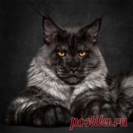 "Лицо" мейн-куна, когда сказал ему, что он милый маленький пушистик