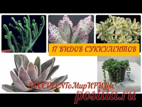 Виды суккулентов. Обзор моей коллекции.
