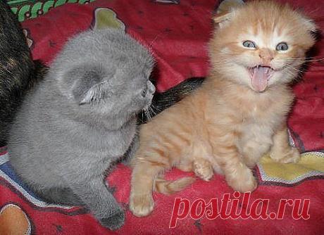 -Рыжий ты чего?...... -Я тигррррр!