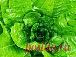 Фолиевая кислота снижает риск инсульта для гипертоников