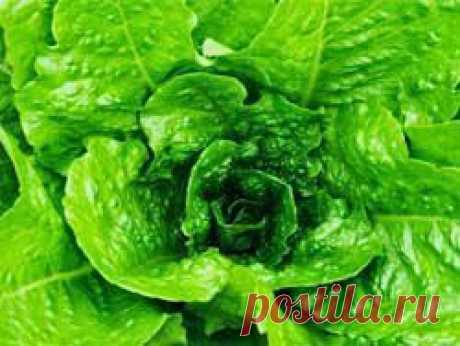 Фолиевая кислота снижает риск инсульта для гипертоников