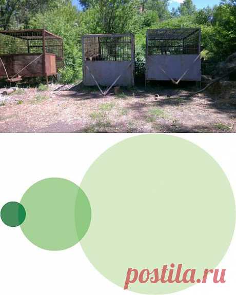 Petition | URGENT help in retrieval of 3 caged bears in Pervomaisk, Ukraine. | Change.org