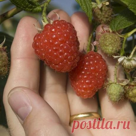 Как посадить малину правильно