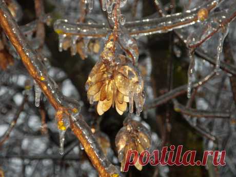 Из альбома &quot;Хрустальный лес&quot;