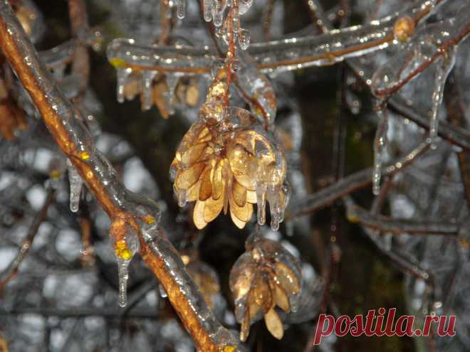 Из альбома "Хрустальный лес"