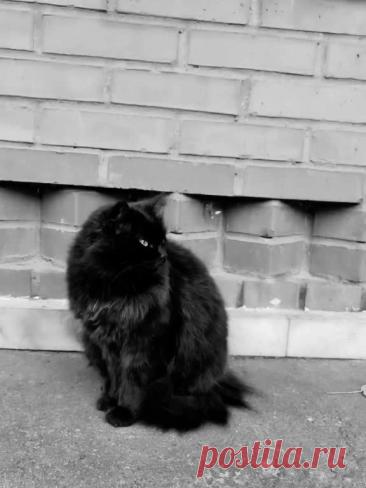 #고양이 #cat #catsoftiktok #slideshow #snowapp #кот #котик #котэ — Wibes #고양이 #cat #catsoftiktok #slideshow #snowapp #кот #котик #котэ