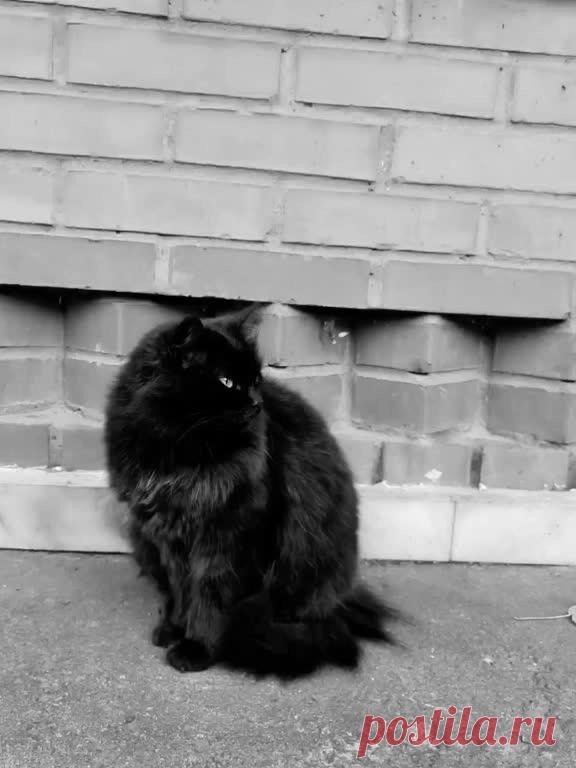 #고양이 #cat #catsoftiktok #slideshow #snowapp #кот #котик #котэ — Wibes #고양이 #cat #catsoftiktok #slideshow #snowapp #кот #котик #котэ