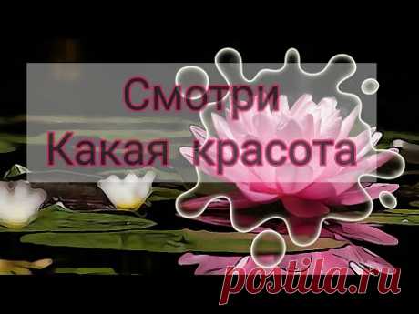 Как вышить Лотос. Делаем цветок Лотос вместе .Вышивка бисером Лотоса. Видео мк брошь лотос. DIY /