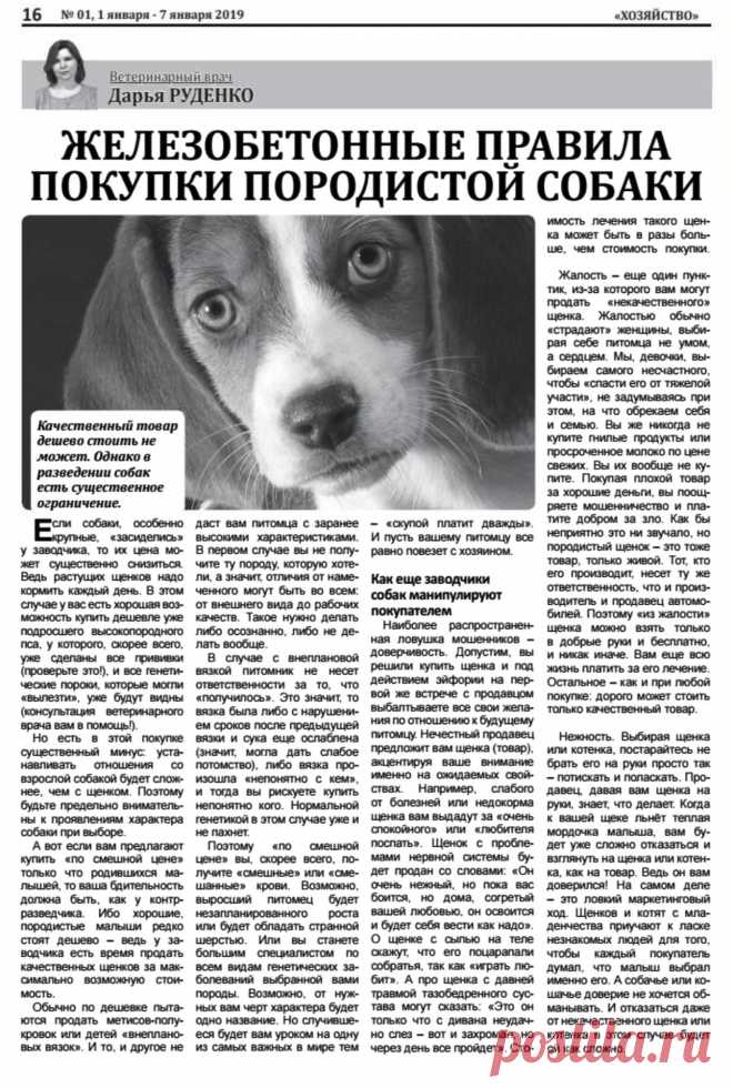Правила покупки породистой собаки