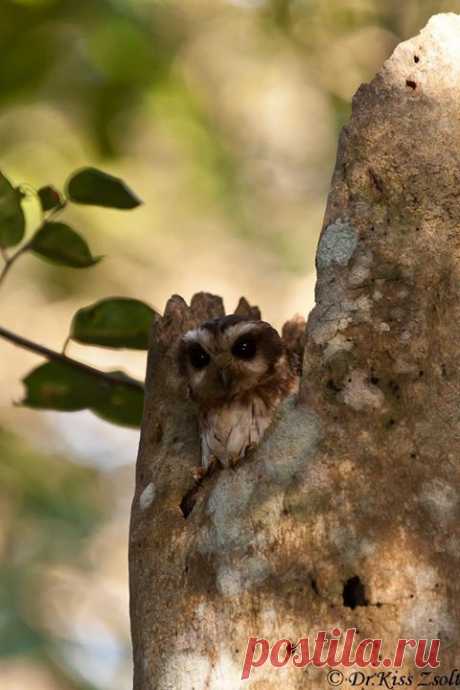Roy Mangersnes - Photos of The Owl Pages