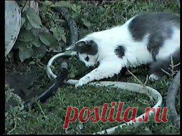 Видео в рубрике: "Наши домашние животные"