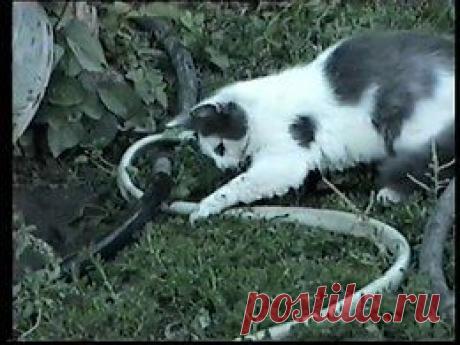 Видео в рубрике: &quot;Наши домашние животные&quot;
