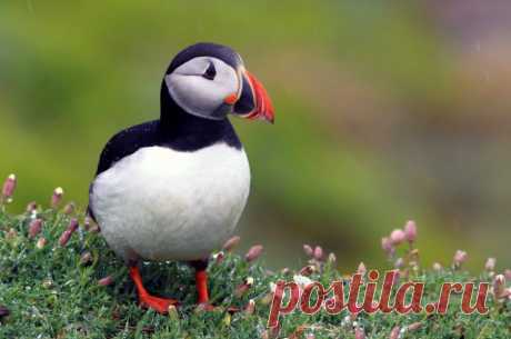 Природа.