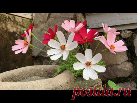 ABC TV | How To Make Cosmos Paper Flower With Crepe Paper #3 - Craft Tutorial