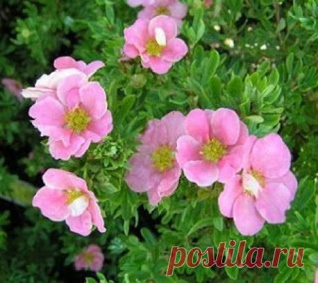 Курильский чай или лапчатка?