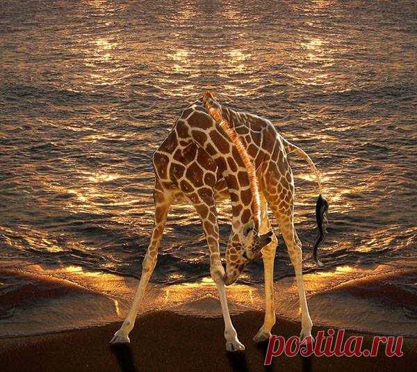 Потрясающие фото / Peter Holme III