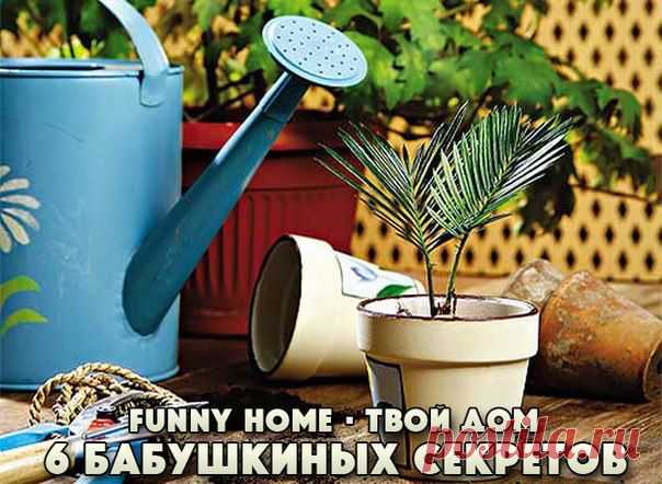 6 БАБУШКИНЫХ СЕКРЕТОВ ПО УХОДУ ЗА ЦВЕТАМИ.