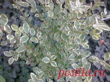 Бирючина овальнолистная серебристая &quot;Аргентеум Вариегата&quot; (Ligustrum ovalifolium &quot;Argenteum Variegata&quot;)