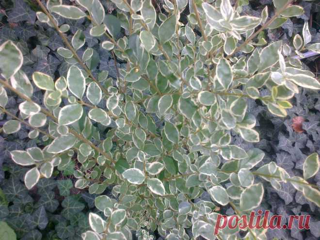 Бирючина овальнолистная серебристая "Аргентеум Вариегата" (Ligustrum ovalifolium "Argenteum Variegata")