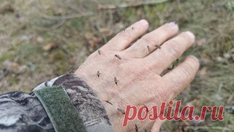 Почему одних людей комары кусают, а других - нет? Правда ли это?