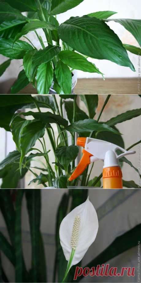 Спатифиллум – подарок и талисман | ВСЁ ДЛЯ ДОМА