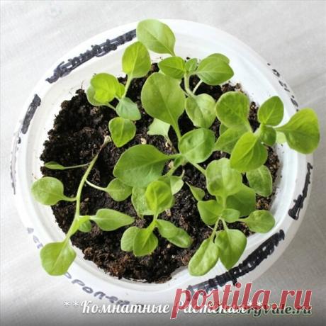 ПЕТУНИЯ ИЗ СЕМЯН

Высаживают семена петунии, как правило, на рассаду, которую впоследствии переносят в сад на клумбу. Для того чтобы зацвела петуния как можно раньше, высеивают, начиная уже с февраля.

Для посадки рассады используют невысокие емкости с предусмотренными дренажными отверстиями. Грунт насыпают практически полностью, поскольку для петуньи характерна поверхностная посадка, без укрытия слоем почвы. Дело в том, что для активного прорастания семенам данной культур...