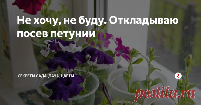 Не хочу, не буду. Откладываю посев петунии Уже много лет я отдаю своё предпочтение петунии. Она растёт у меня и на даче, и на балконе. И раньше у меня никогда не получалось вырастить рассаду самой. Она предательски чахла без видимых причин!
Я выбрала сорта,
