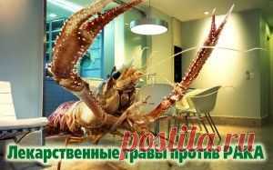 Противораковые травы « Harmony of The Soul