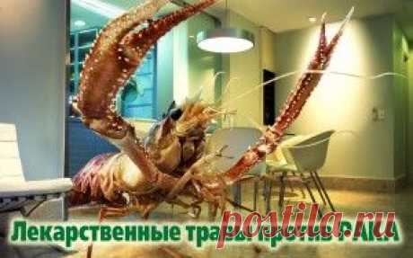 Противораковые травы « Harmony of The Soul
