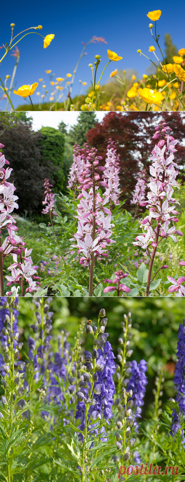 3 красивых цветка, которые лучше не рвать | Вокруг Света