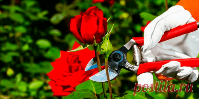 Как правильно обрезать розы осенью перед зимой
