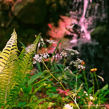 forest dreams