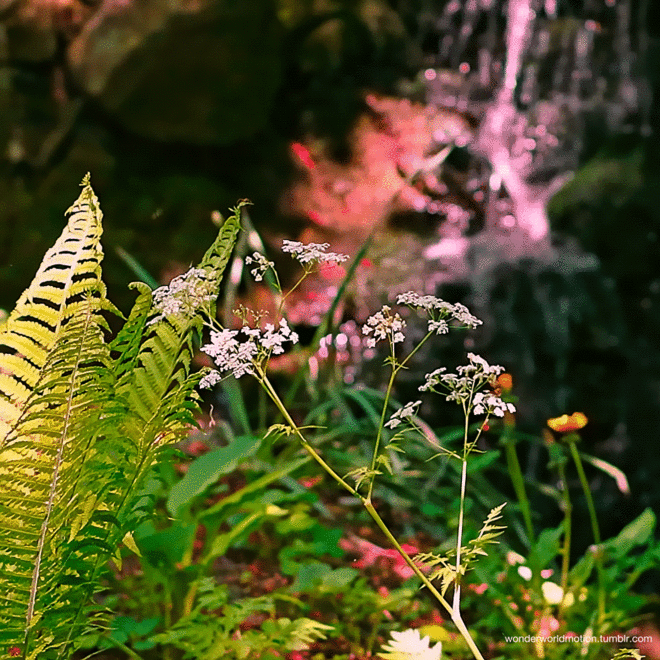 forest dreams