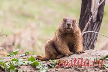 Лесостепной сурок Кащенко – крупнейший представитель рода и единственный сурок, живущий в лесу. Эндемик лесостепной зоны Западной Сибири. Автор фото – Денис Соломахин: nat-geo.ru/photo/user/45925/