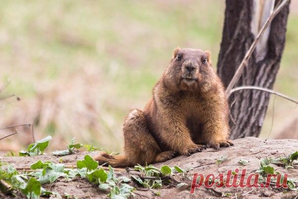 Лесостепной сурок Кащенко – крупнейший представитель рода и единственный сурок, живущий в лесу. Эндемик лесостепной зоны Западной Сибири. Автор фото – Денис Соломахин: nat-geo.ru/photo/user/45925/