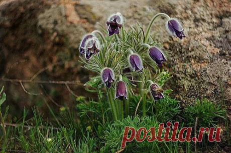 Др@коша — «Весны букет» на Яндекс.Фотках