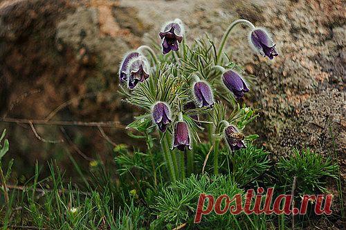 Др@коша — «Весны букет» на Яндекс.Фотках