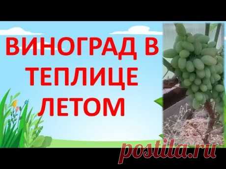 ВИНОГРАД БАЙКОНУР И АКАДЕМИК В ТЕПЛИЦЕ. ИЮЛЬ 2018.