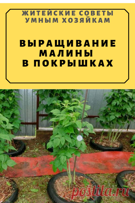 ВЫРАЩИВАНИЕ МАЛИНЫ В ПОКРЫШКАХ | Житейские Советы